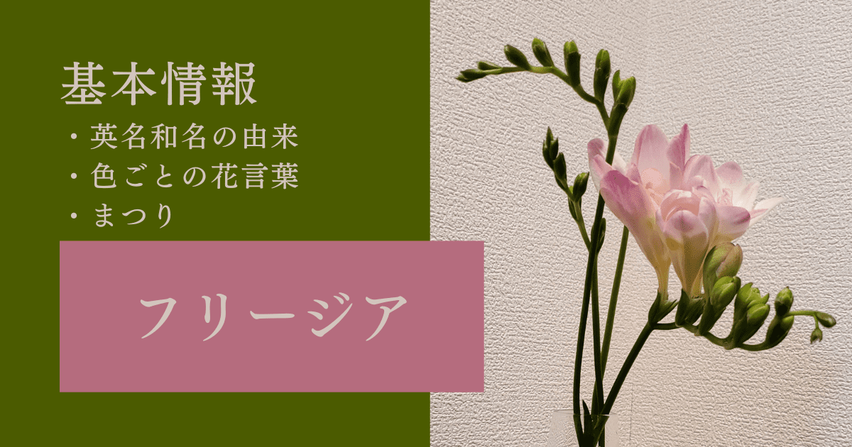 フリージアってどんな花 基本情報から名前の由来 花言葉などを紹介 花を知る場所