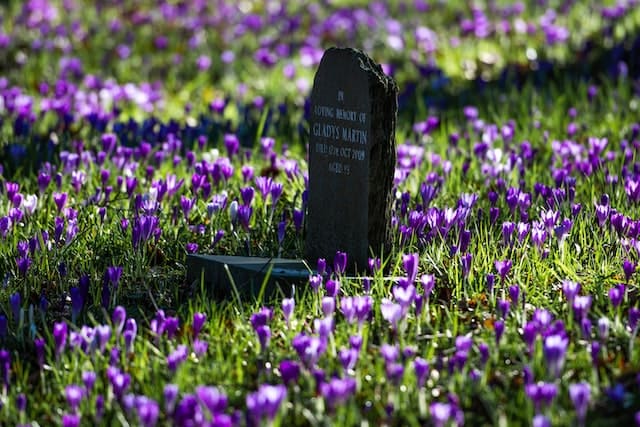 墓地の周りに紫の花