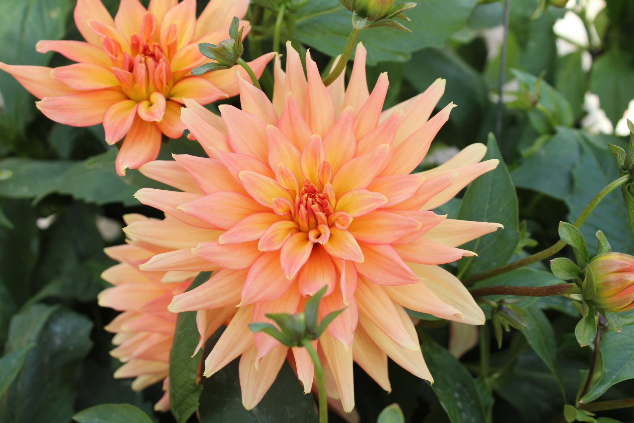 ダリアってどんな花?基本情報から花言葉、咲き方の種類などを紹介! | 花を知る場所