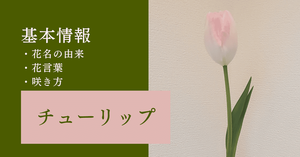 チューリップってどんな花？基本情報から花言葉や咲き方を紹介！ | 花