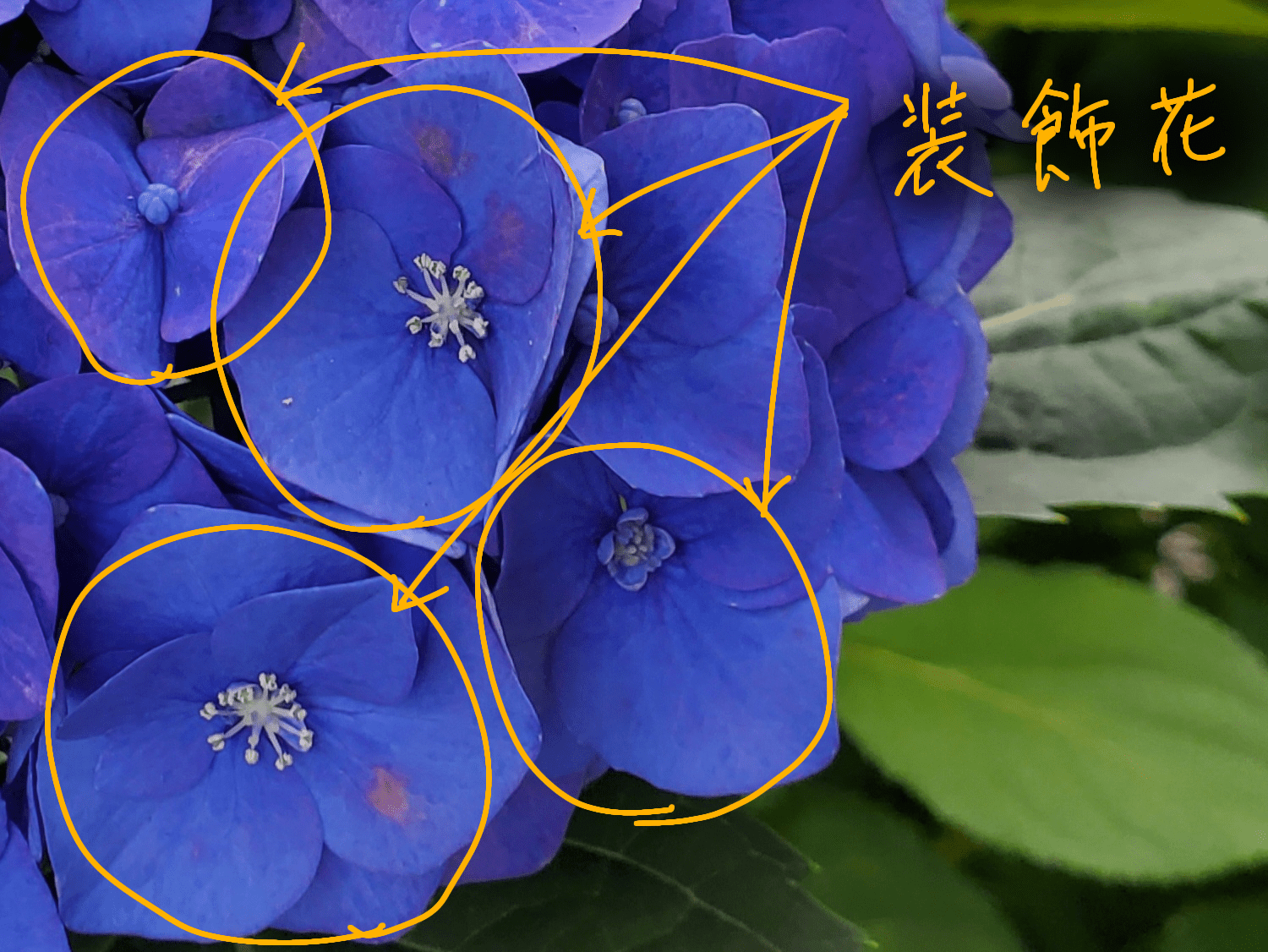 アジサイってどんな花?色ごとの花言葉や名前の由来をご紹介します! | 花を知る場所