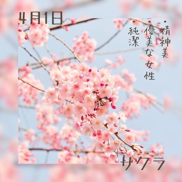 4月1日の誕生花　桜