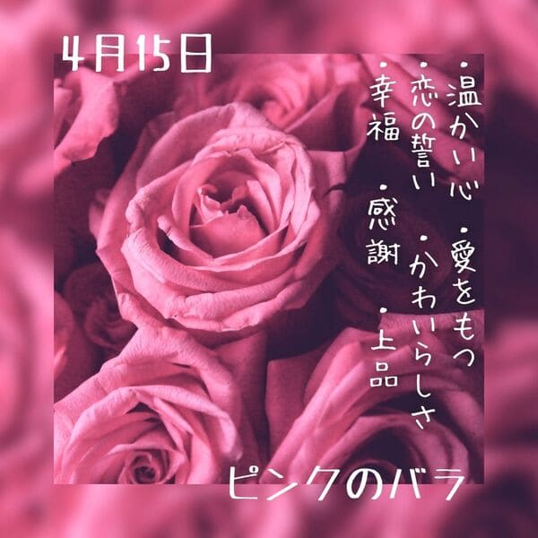 4月15日の誕生花は、ピンクのバラ