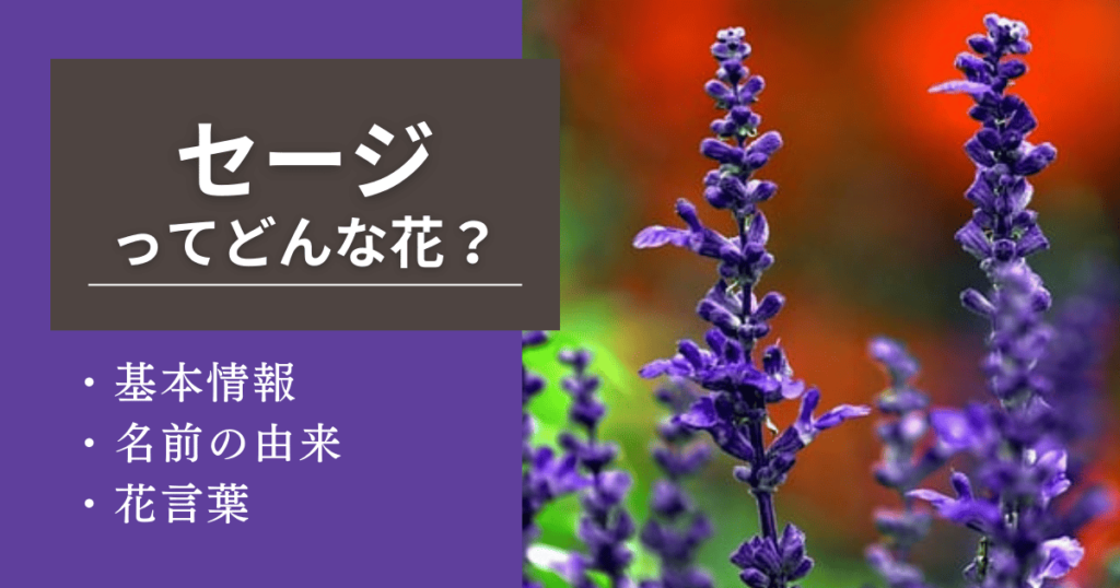 セージとはどんな花?基本情報から名前の由来、花言葉を紹介! | 花を知る場所
