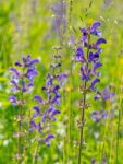 セージとはどんな花?基本情報から名前の由来、花言葉を紹介! | 花を知る場所