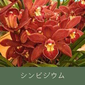 シンビジウム