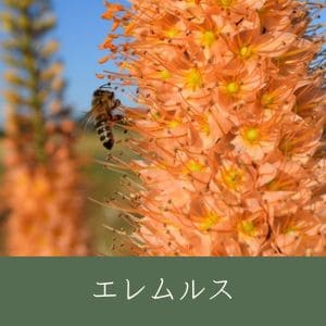 エレムルス
