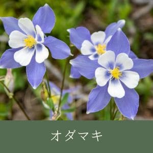オダマキ