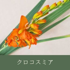 クロコスミア