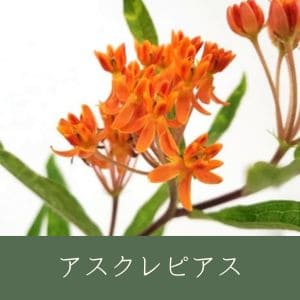 アスクレピアス